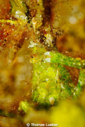 found in Lembeh; D200 by Thomas Lueken 